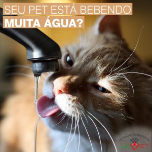 Gato bebendo água, diabetes em cães e gatos