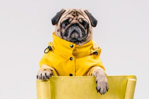 LeVet Pet Boutique - Loja