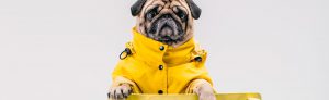LeVet Pet Boutique - Loja