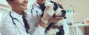 Hospital Veterinário em Curitiba - LeVet - Nossas Especialidades
