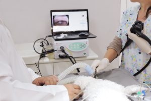 endoscopia veterinária em curitiba