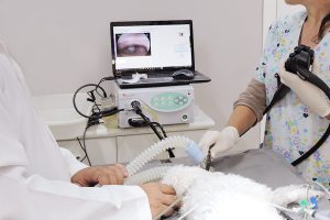 Procedimento de endoscopia veterinária em Curitiba