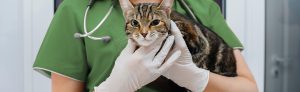Atendimento Veterinário em domicílio em Curitiba