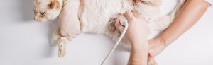 Diagnósticos por Imagem - Ultrassom Veterinário em Curitiba - Raio-x Veterinário em Curitiba