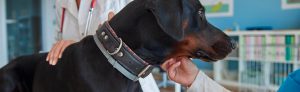 Internamento Veterinário em Curitiba