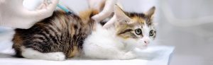 Vacinação e Imunização Veterinária em Curitiba