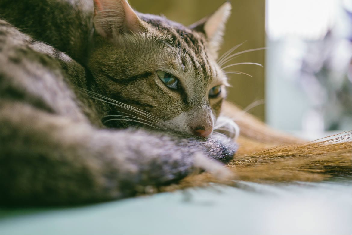 Obstrução Felina - Hospital Veterinário LEVET