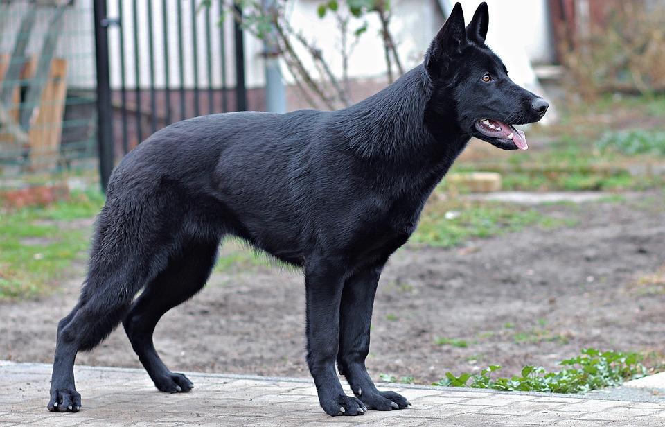 LEVET - displasia de quadril canina