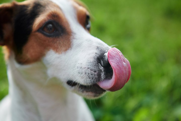 Coprofragia em Cães - Hospital Veterinário Levet