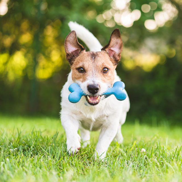 Hospital veterinario levet - brincadeiras com pets