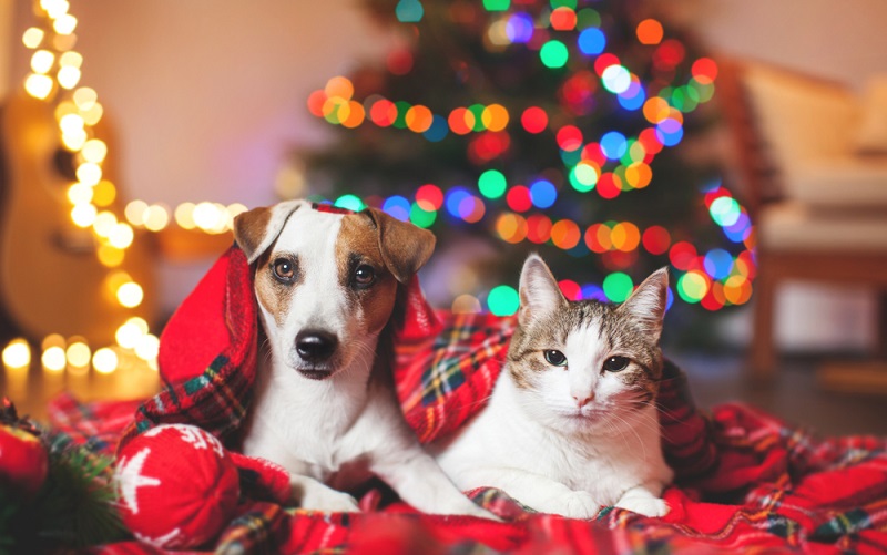 LEVET - Alimentos de natal proibidos para pets