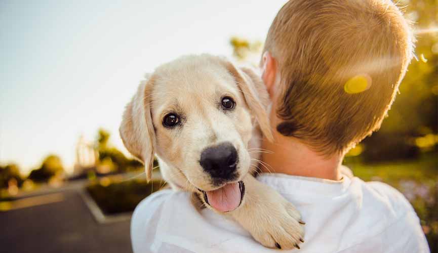 levet - Como acostumar o cachorro com o nome escolhido?