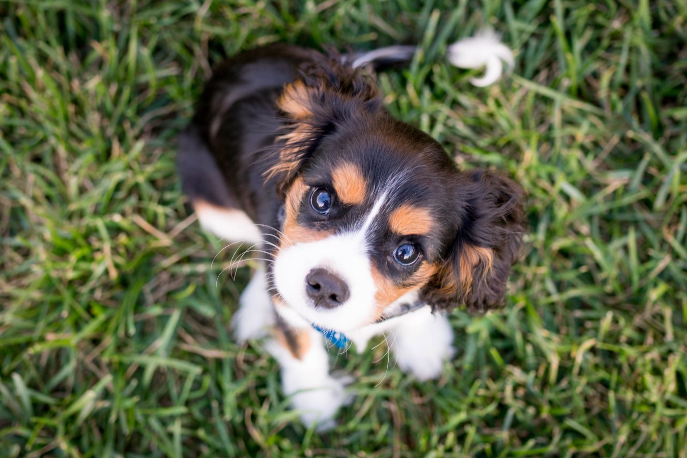 levet - Novo cachorro em casa? E agora?