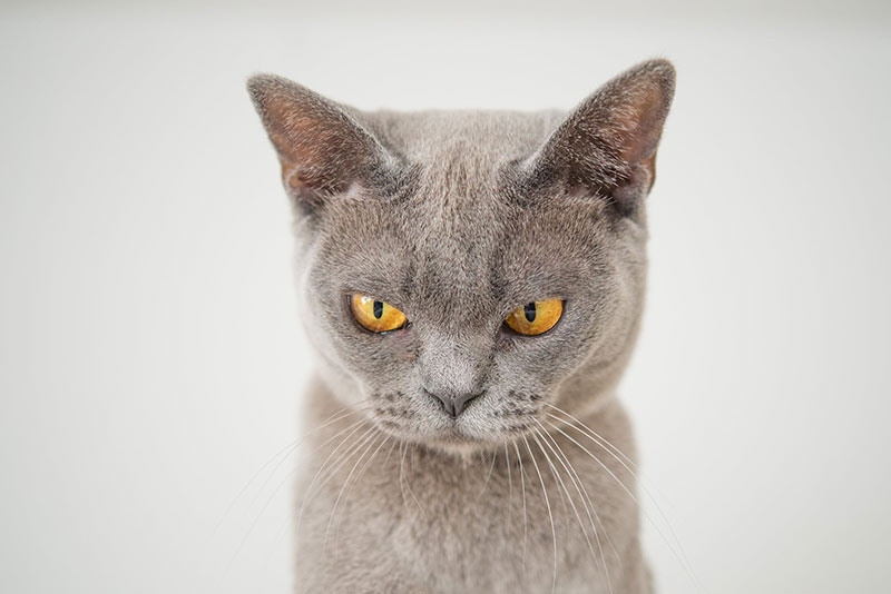 Gato arranhando sofá? 5 dicas para proteger sua mobília!