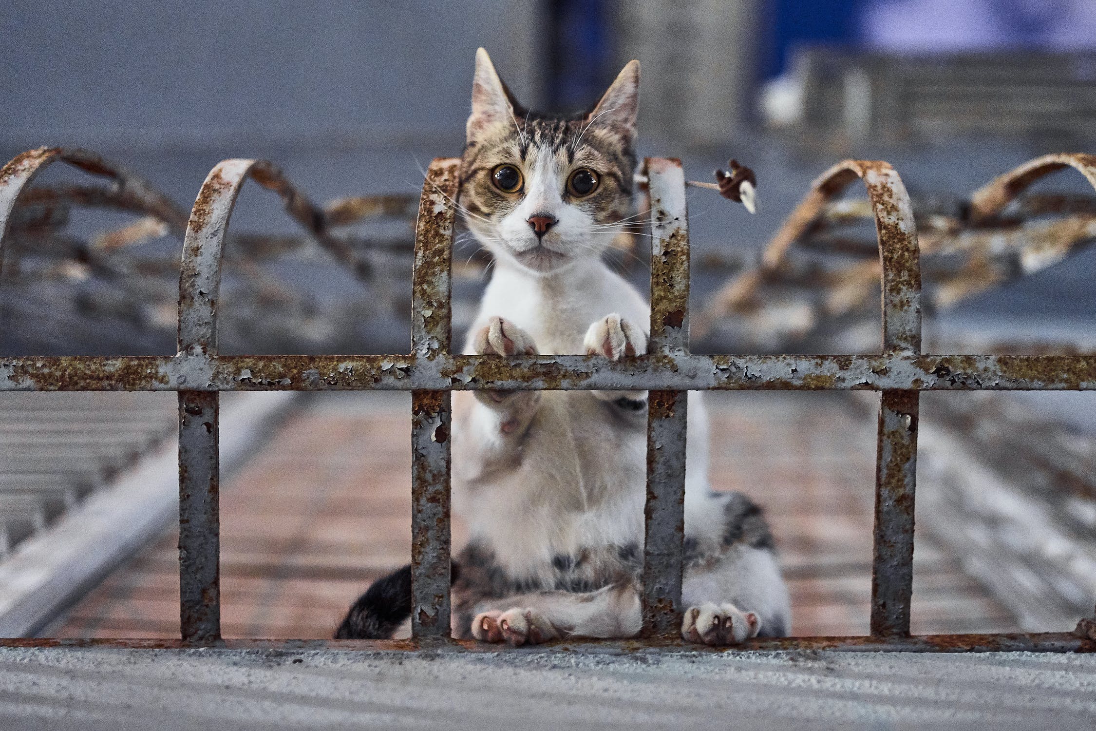 LEVET - Carrapato em gatos