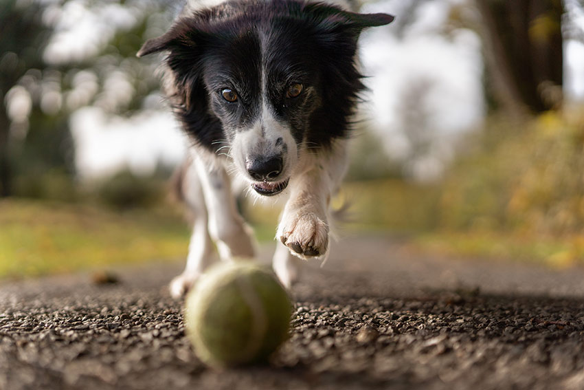 Mas afinal, você conhece o seu cão? Descubra agora