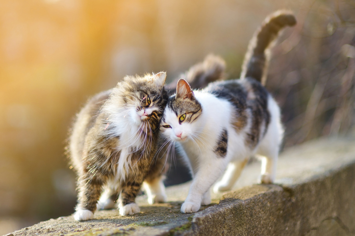 A imagem mostra a interação entre dois gatos em cima de um muro. Os dois gatos estão enconstando suas cabeças amigavelmente. LeVet - Hospital Veterinário 24 em Curitiba