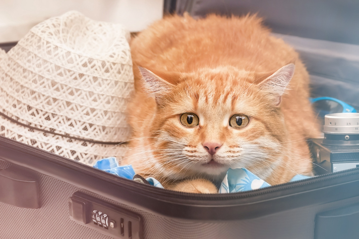 A imagem mostra um gato que está deitado dentro de uma mala, ao lado de um chapéu de renda. LeVet - Hospital Veterinário 24 em Curitiba