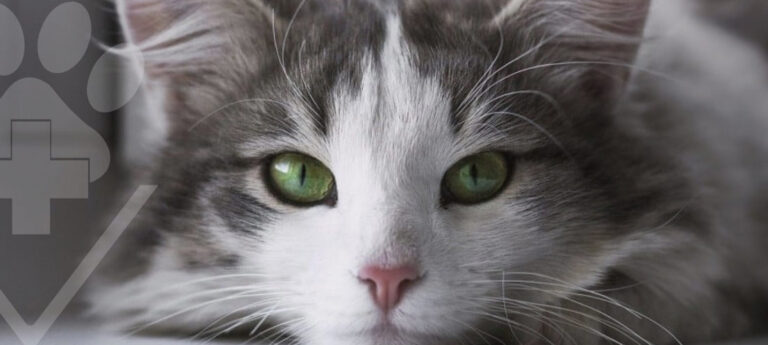 Seu Gatinho Merece uma Vida Saudável e Feliz: Detecte FIV e FeLV Rapidamente no Hospital Veterinário Levet