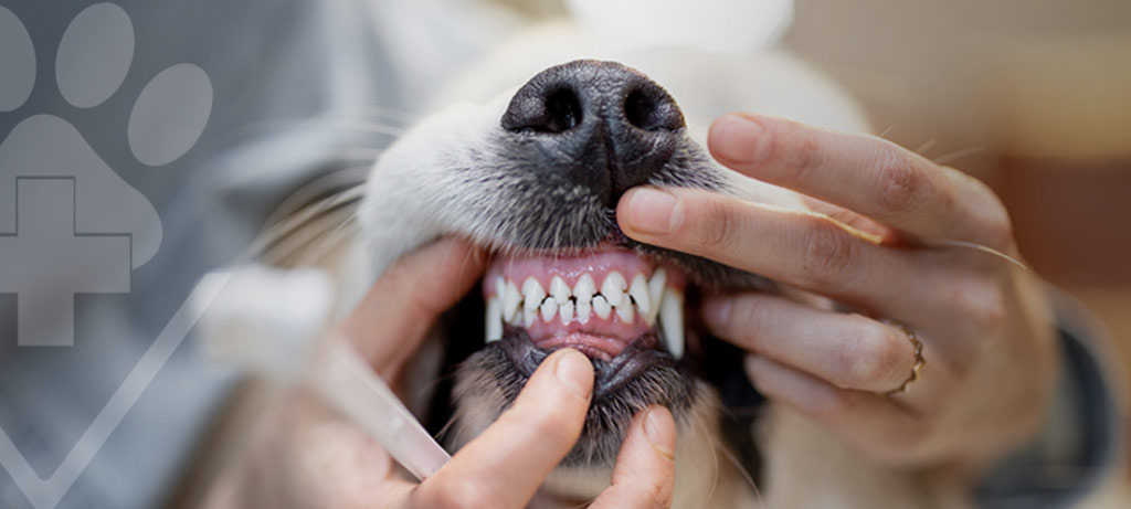 A Importância da Odontologia Pet