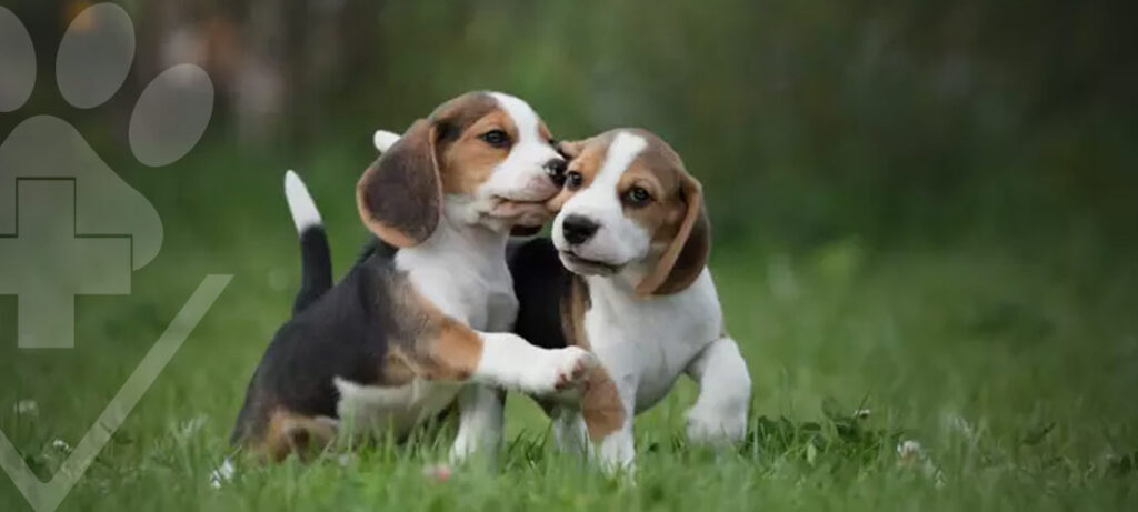 Castração de Cachorros em Curitiba: Tudo o que Você Precisa Saber no Hospital Veterinário Levet!