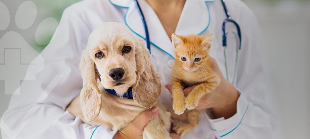 Check-up veterinário: Garanta a saúde do seu pet com o Hospital Veterinário Levet!