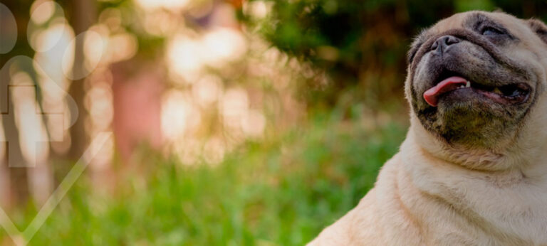 Cuidando da Saúde e Bem-Estar do Seu Melhor Amigo