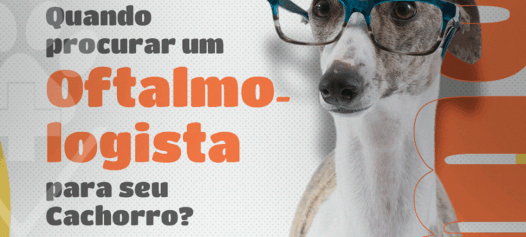 Por Que Procurar um Oftalmologista Veterinário em Curitiba?