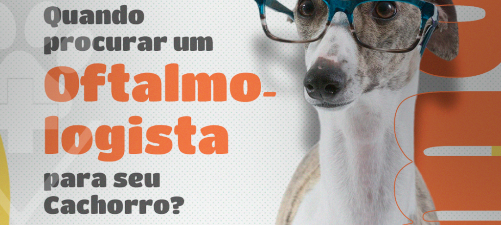 Por Que Procurar um Oftalmologista Veterinário em Curitiba?