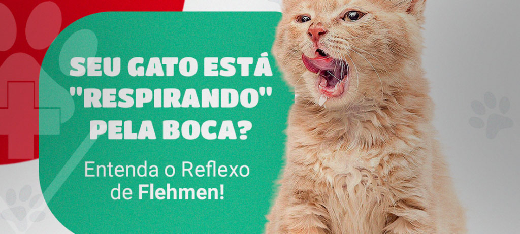 Seu Gato Está “Respirando” pela Boca? Entenda o Reflexo de Flehmen!