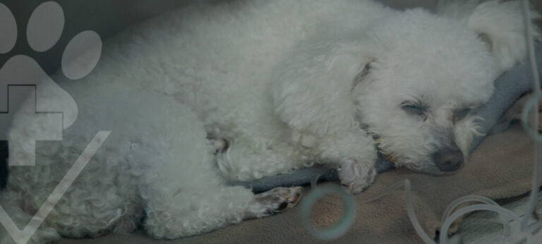 A importância das visitas regulares ao veterinário