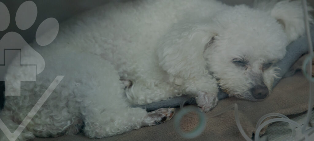 A importância das visitas regulares ao veterinário