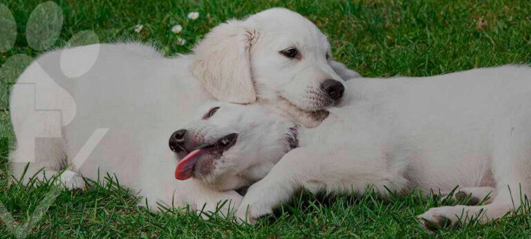 Qual raça combina com meu cachorro? descubra quem é o casca de bala perfeito!