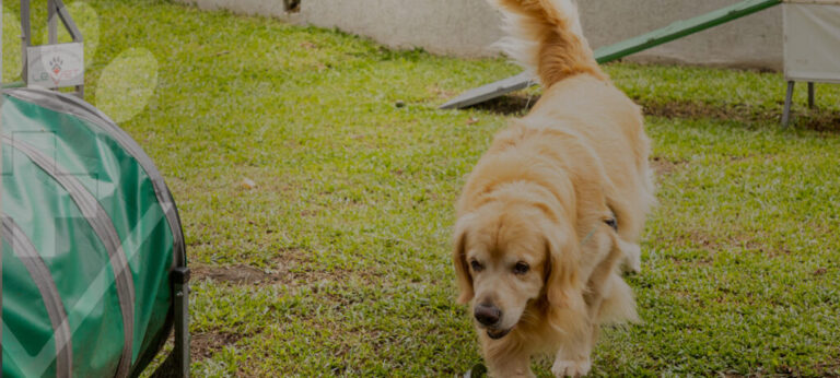 Um Guia Completo para um Passeio Seguro e Divertido !