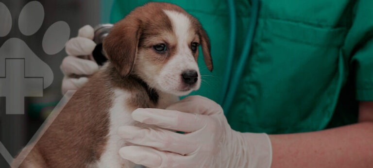Combate à Leishmaniose Visceral, Proteja Seu Pet !