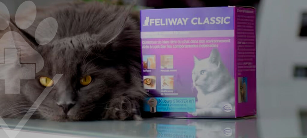 O Segredo para o Bem-Estar do Seu Gato – Hospital Veterinário