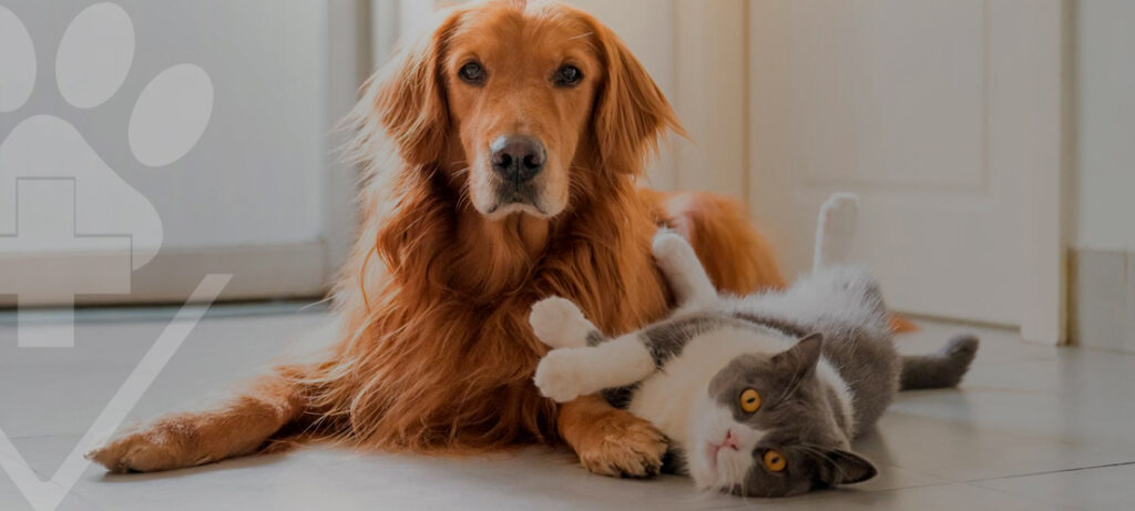 Prevenção e Tratamento de Doenças Renais em Cães e Gatos