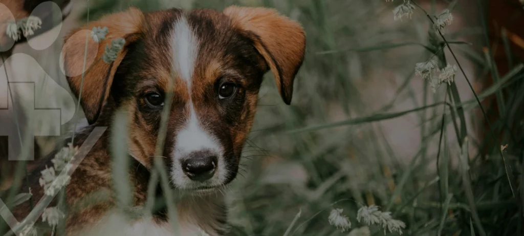 Cinomose, Entenda a Doença e Como Proteger Seu Pet