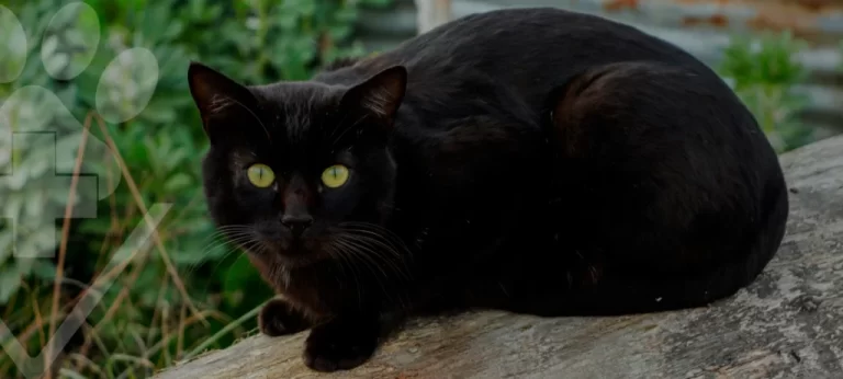 Protegendo Seu Gato Preto na Sexta-Feira 13