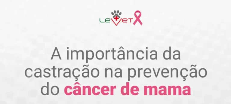 A importância da castração na prevenção do câncer de mama em pets