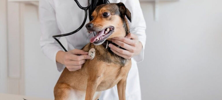 Quando Devo Procurar um Veterinário?