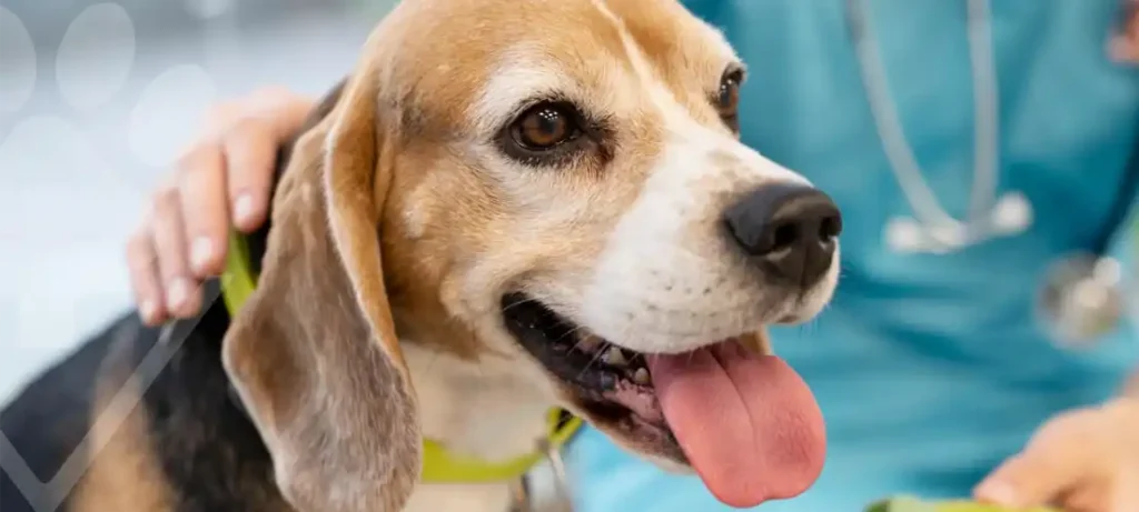 Hospital Veterinário LeVet adquire equipamento de endoscopia