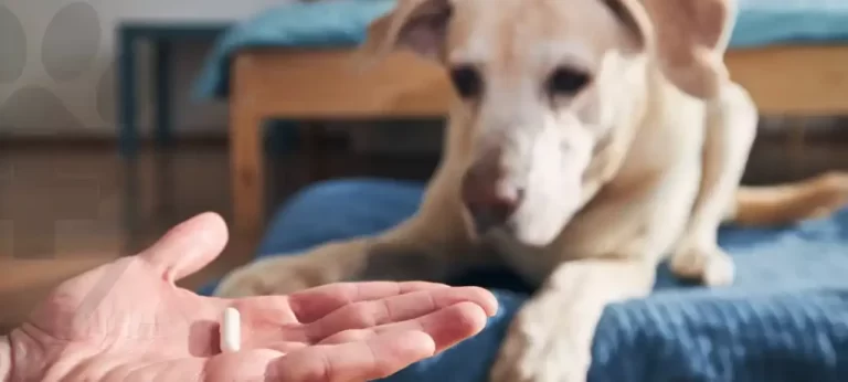 Como a Manipulação de Medicamentos Pode Melhorar a Saúde do Seu Pet