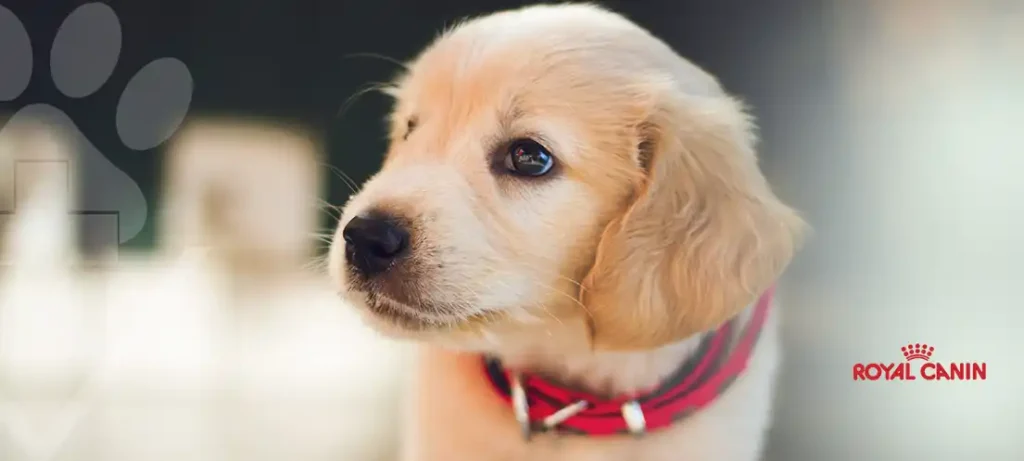 O Que Seu Pet Precisa para Crescer Saudável