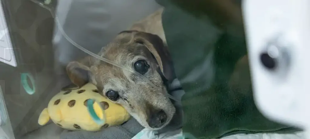 Por que as Consultas de Rotina são Essenciais para Cães e Gatos?