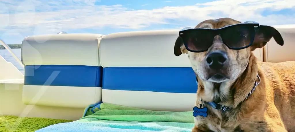 Cuidados essenciais de dermatologia pet no verão