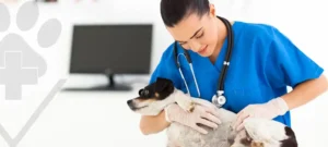 Alergia a cães e gatos saiba como evitar com as orientações do Hospital Veterinário LeVet