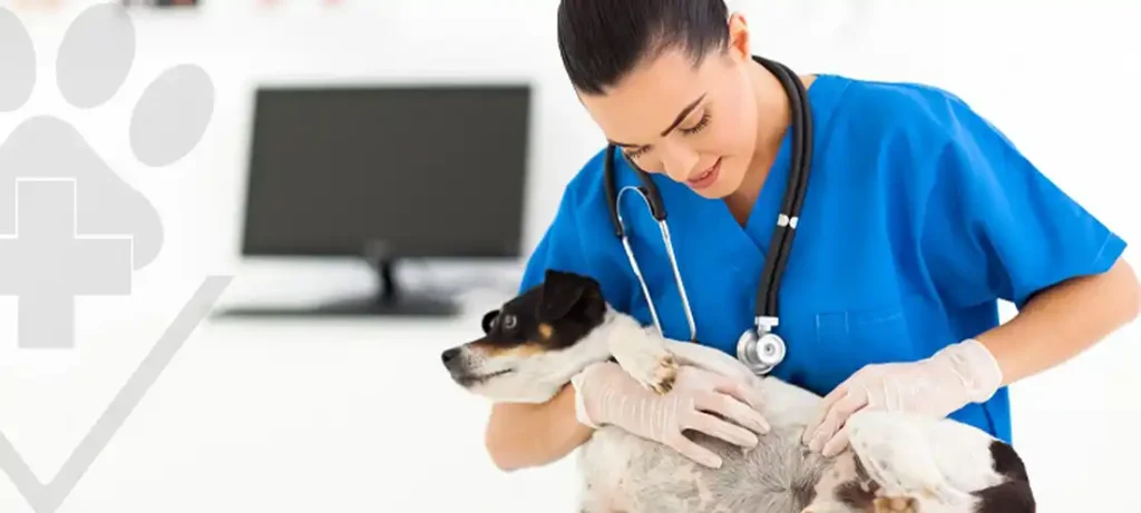 Alergia a cães e gatos, saiba como evitar