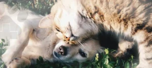 Cadastro Nacional de Animais de Estimação, Saiba Como Registrar Seu Pet no Novo Sistema