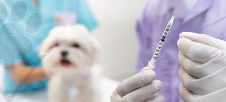 Vacinação Antirrábica e V5, Proteja Seu Pet Hoje Mesmo